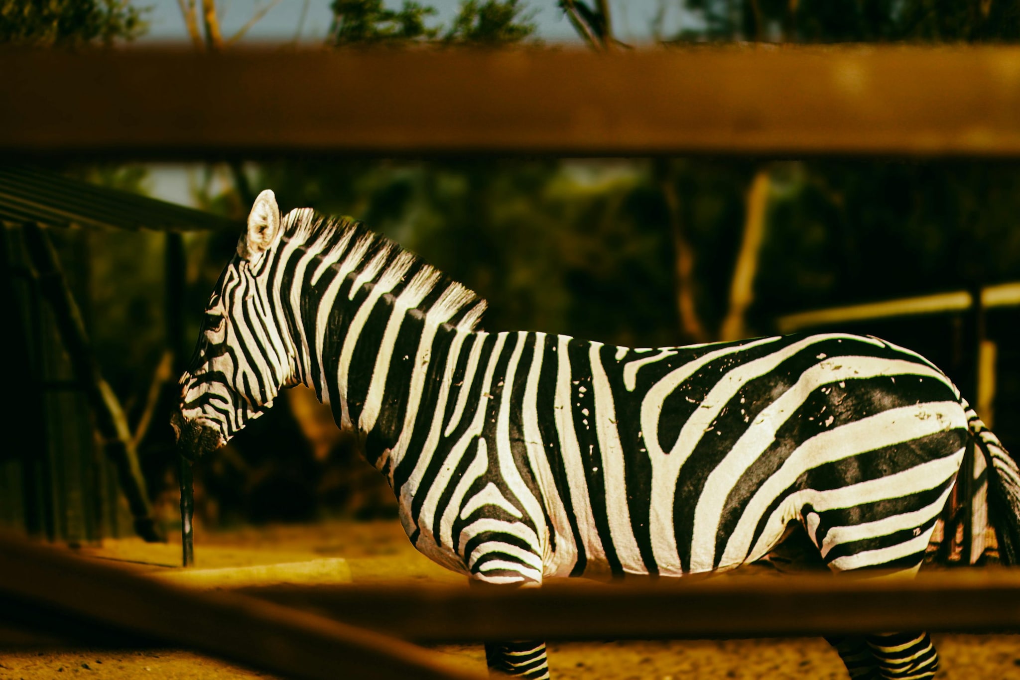 ઝેબ્રા પટ્ટાઓ છદ્માવરણમાં મદદ કરે છે, શિકારીઓને મૂંઝવણમાં મૂકે છે અને શરીરનું તાપમાન નિયંત્રિત કરે છે. કેટલાક અભ્યાસો એવું પણ સૂચવે છે કે પટ્ટાઓ ત્સેત્સે માખીઓ જેવા કરડતા જંતુઓને અટકાવે છે.