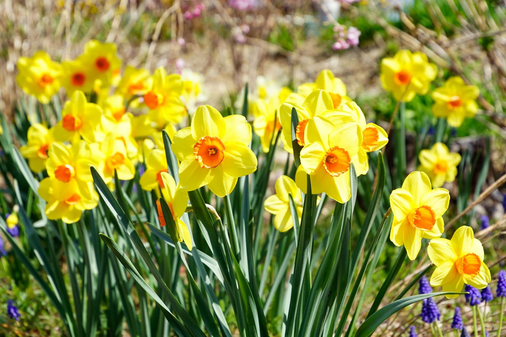 Daffodil: Daffodils are classic spring flowers symbolizing rebirth and new beginnings. Their trumpet-shaped yellow blooms add elegance and freshness to interiors. Ideal for minimal décor lovers, they brighten rooms while keeping arrangements light, cheerful, and seasonally refreshing for Basant Panchami homes. Daffodil: Daffodils are classic spring flowers symbolizing rebirth and new beginnings. Their trumpet-shaped yellow blooms add elegance and freshness to interiors. Ideal for minimal décor lovers, they brighten rooms while keeping arrangements light, cheerful, and seasonally refreshing for Basant Panchami homes.