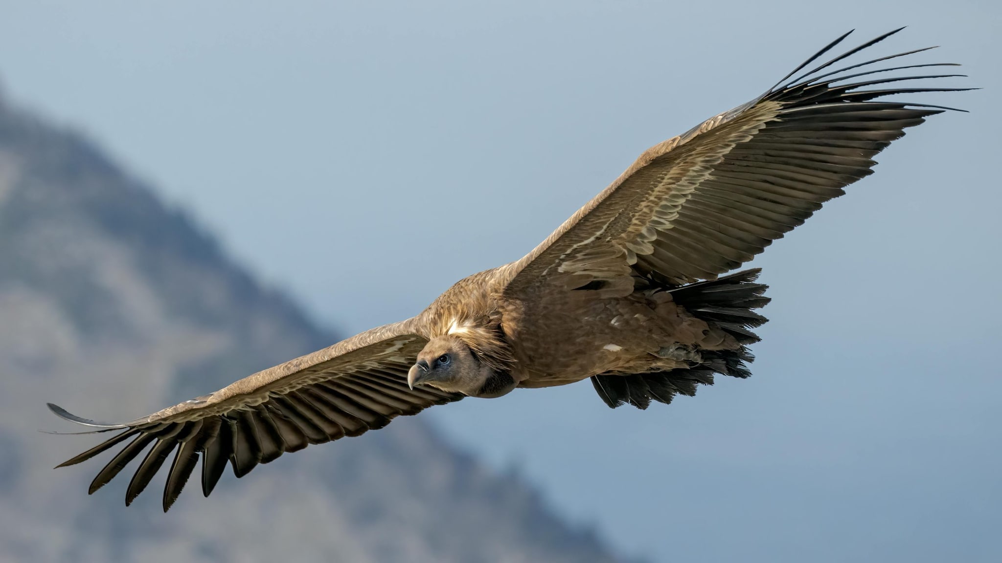 Andean Condor: It is one of the largest flying birds in the world. These vultures age very slowly.