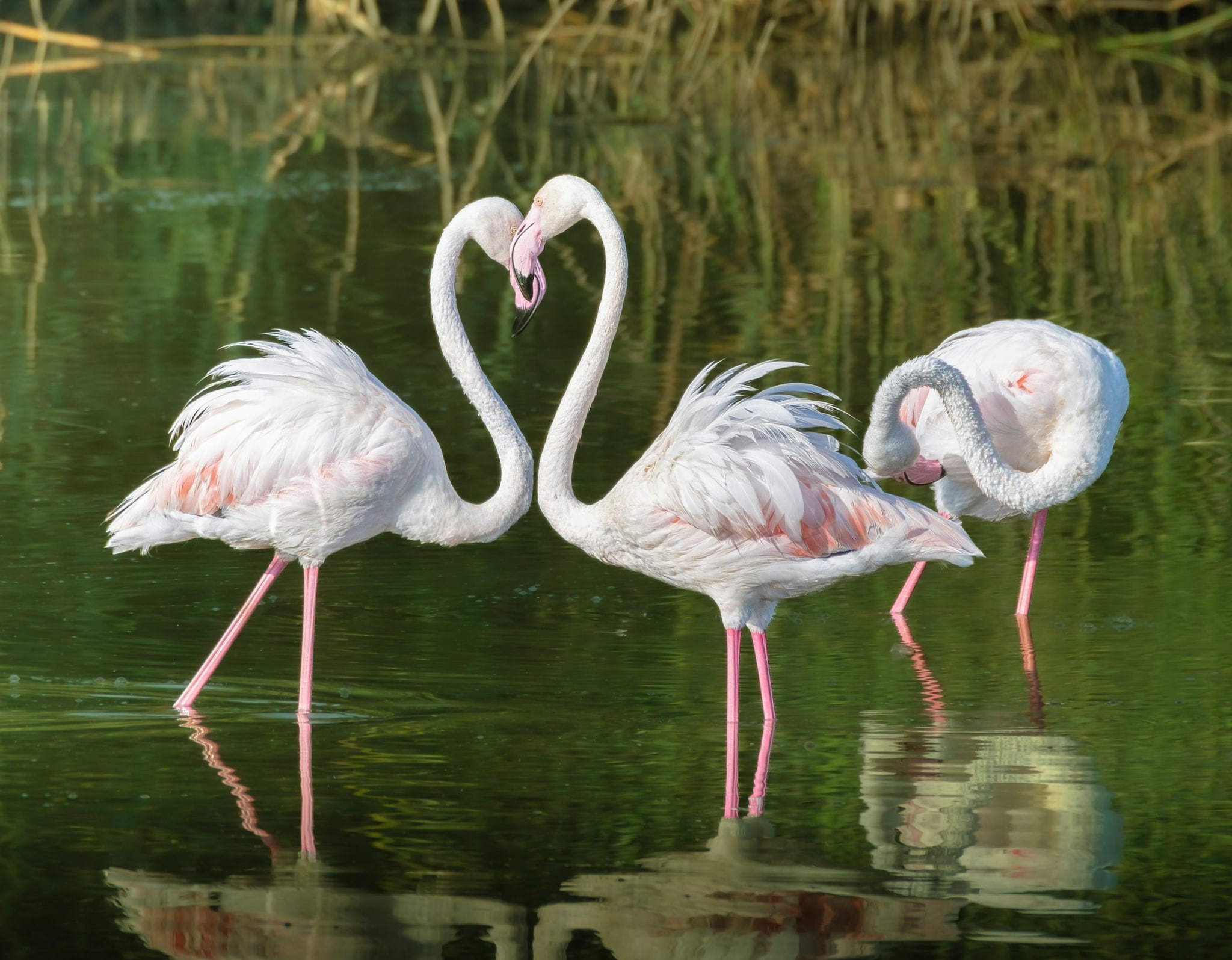 The record holder for one of the longest living birds was a Greater Flamingo named Greater. He lived at the Adelaide Zoo in Australia. He arrived at the zoo in 1930s and survived until 2014. At the time of death, he was 83. 