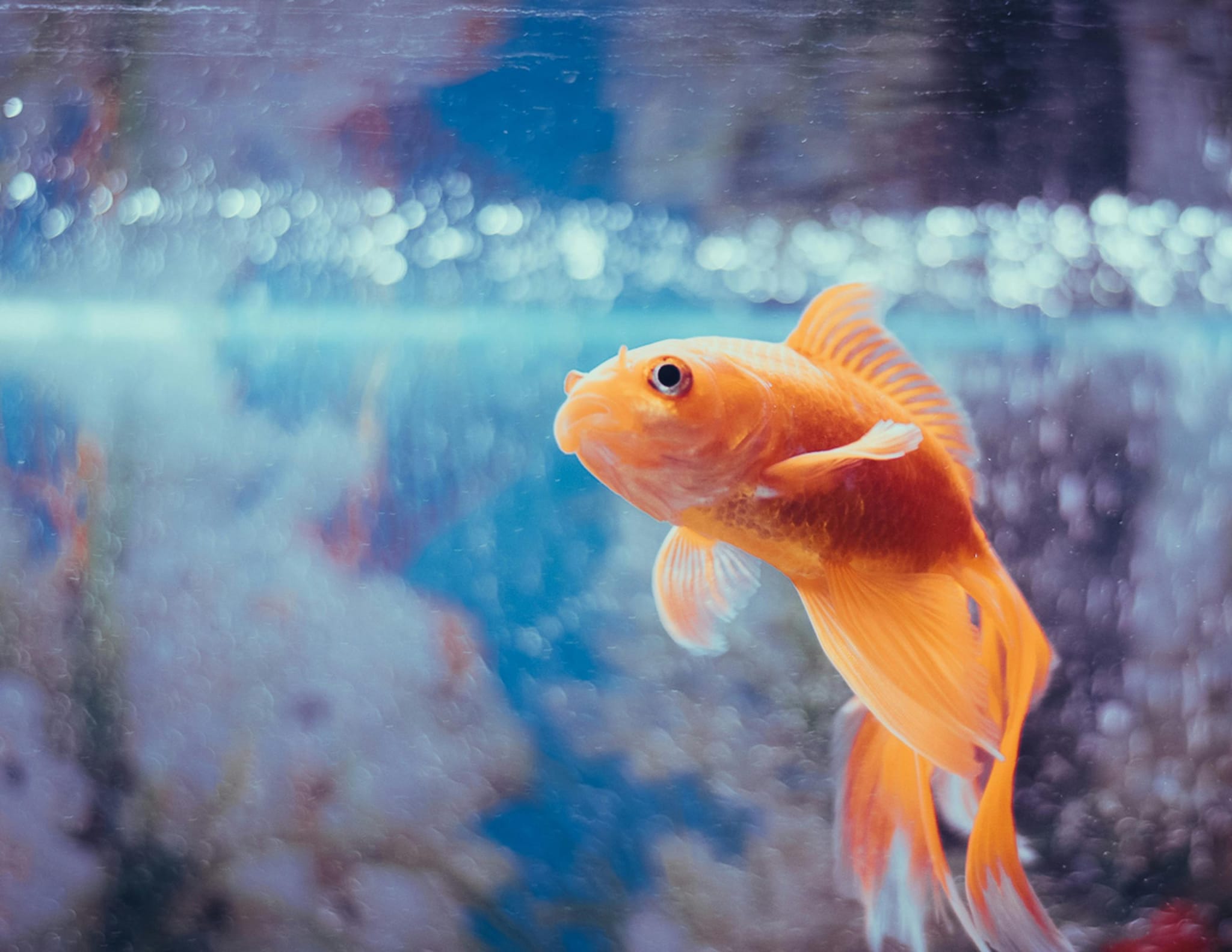 Goldfish: Birds bring freedom, cheer, and vitality. Their songs uplift moods, reduce stress, and are thought to attract good fortune, creativity, and positive vibes into your home environment.