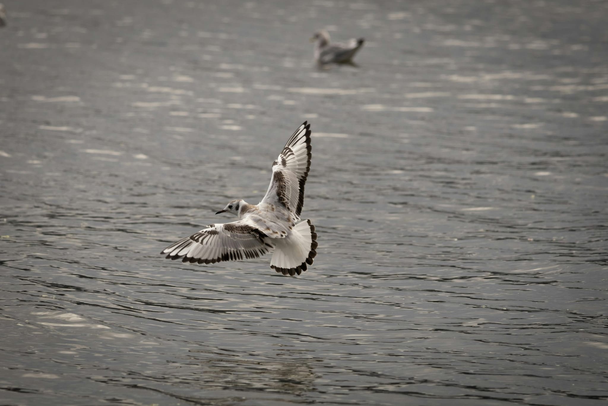 According to reports, Wisdom the Albatross is the face of the species. In late 2024, the U.S. Fish and Wildlife Service confirmed she was still active and returning to Midway Atoll. 