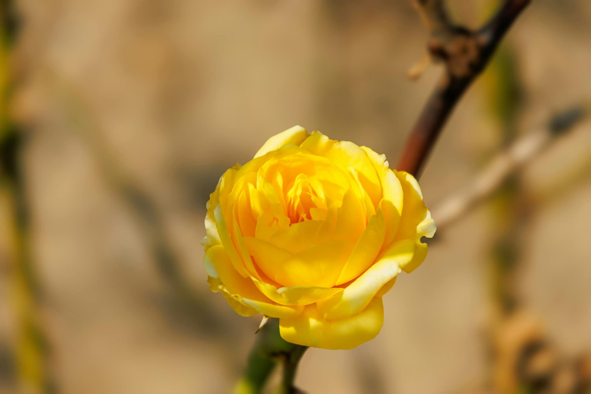 Yellow Rose: Yellow roses symbolize friendship, joy, and fresh beginnings, making them ideal for Basant Panchami. Their soft fragrance and elegant petals suit table arrangements and corners, adding sophistication while maintaining a bright, welcoming, and harmonious atmosphere throughout the home interiors beautifully. Yellow Rose: Yellow roses symbolize friendship, joy, and fresh beginnings, making them ideal for Basant Panchami. Their soft fragrance and elegant petals suit table arrangements and corners, adding sophistication while maintaining a bright, welcoming, and harmonious atmosphere throughout the home interiors beautifully.