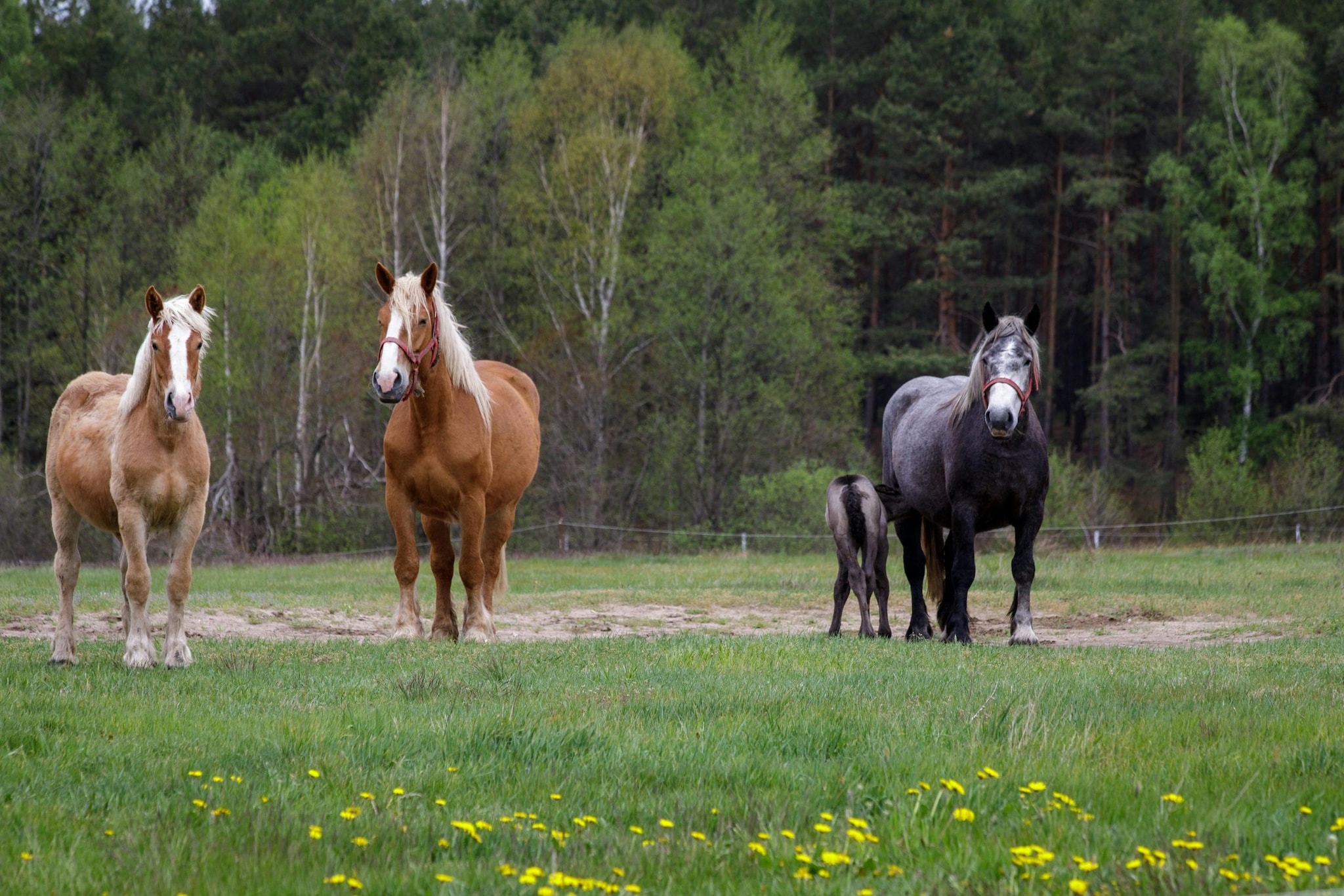 Horses: Horses symbolize freedom, strength, and vitality. Their presence or imagery can inspire confidence, motivation, and positive energy, encouraging personal growth and a harmonious, uplifting atmosphere in your home.