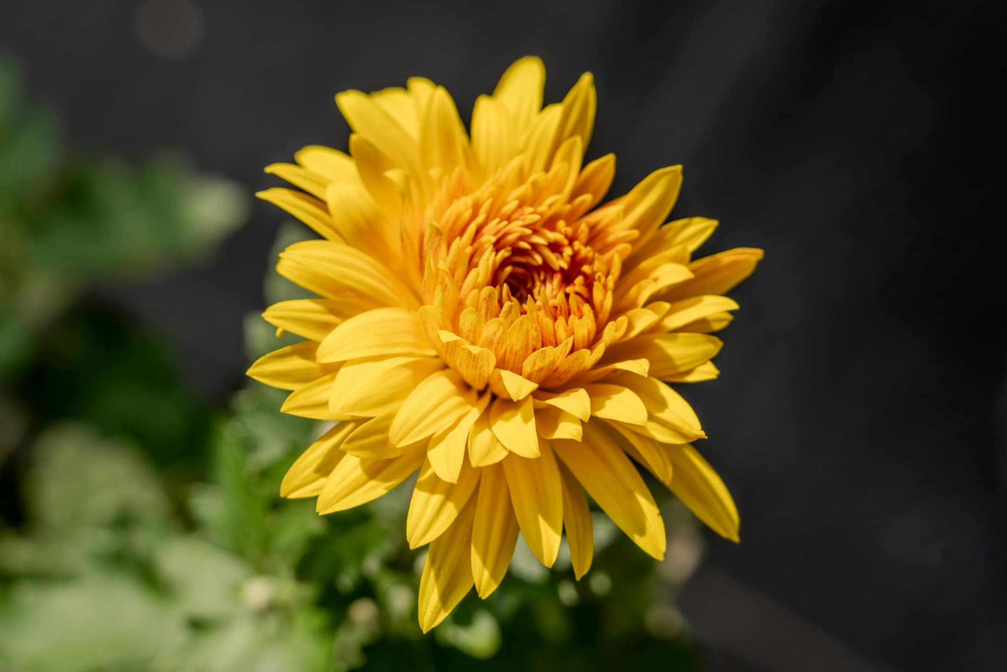 Chrysanthemum: Yellow chrysanthemums represent happiness, longevity, and positive energy. Their full, layered blooms last long and are perfect for floral bowls or floor arrangements. They bring fullness, texture, and a calm yet festive feel to home spaces during Basant Panchami celebrations. Chrysanthemum: Yellow chrysanthemums represent happiness, longevity, and positive energy. Their full, layered blooms last long and are perfect for floral bowls or floor arrangements. They bring fullness, texture, and a calm yet festive feel to home spaces during Basant Panchami celebrations.
