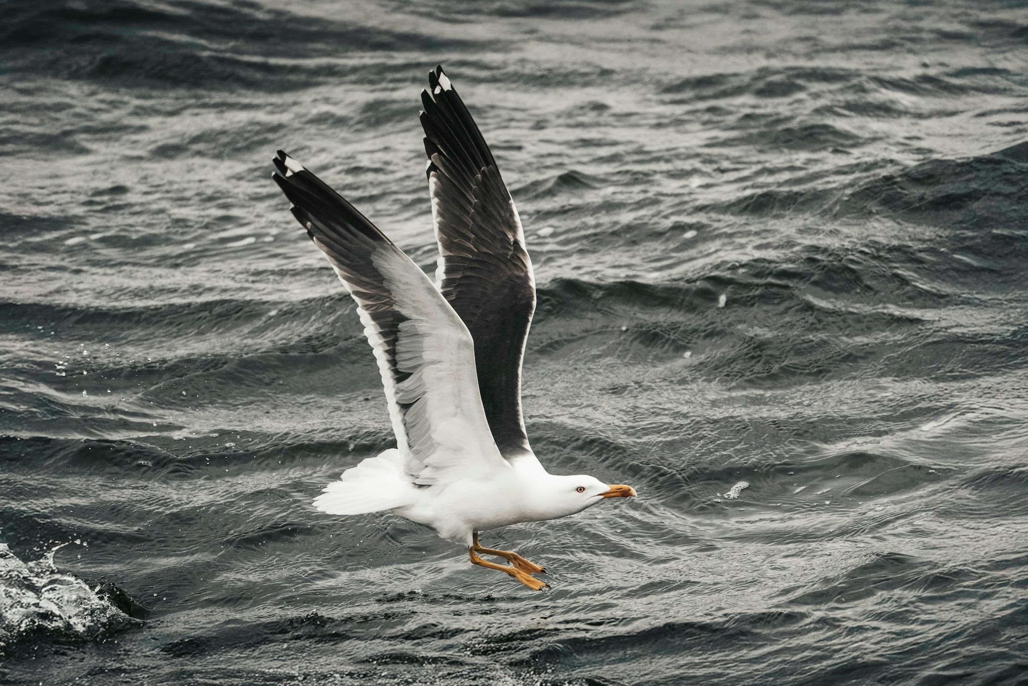Laysan Albatross: They spend most of their lives soaring over the harsh North Pacific Ocean. 