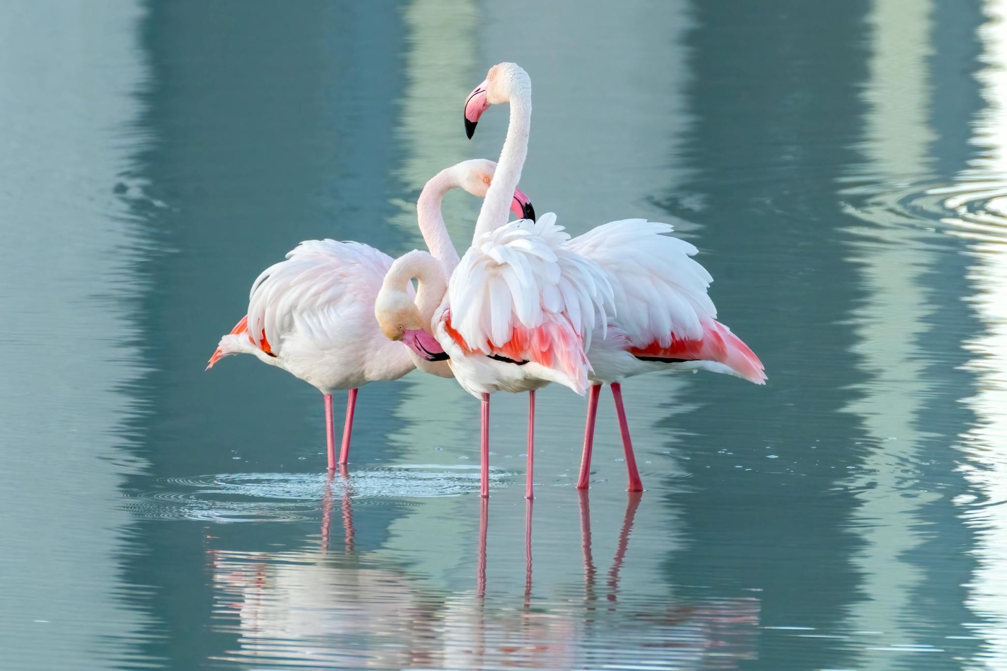 Greater Flamingo: Though they look delicate, they are incredibly though survivors. They typically live for 25 to 35 years. Reports state that in a protected environment, they effectively stop aging. 