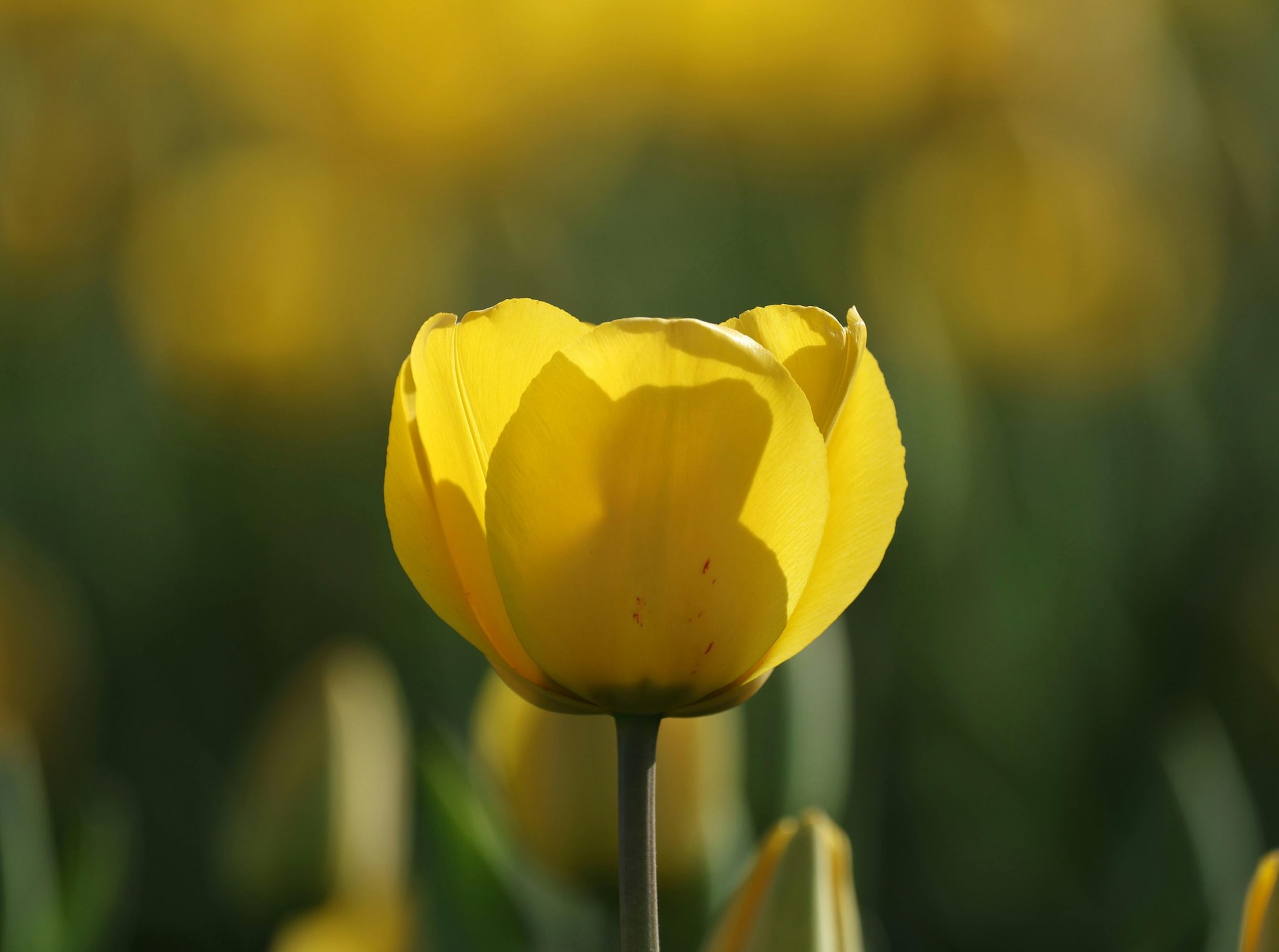 Yellow Tulip: Yellow tulips represent cheerful thoughts and sunshine. Their smooth petals and modern appeal suit contemporary homes. Arranged in glass vases, they create a clean, vibrant look, making spaces feel lively, balanced, and welcoming during Basant Panchami spring festival celebrations beautifully. Yellow Tulip: Yellow tulips represent cheerful thoughts and sunshine. Their smooth petals and modern appeal suit contemporary homes. Arranged in glass vases, they create a clean, vibrant look, making spaces feel lively, balanced, and welcoming during Basant Panchami spring festival celebrations beautifully.