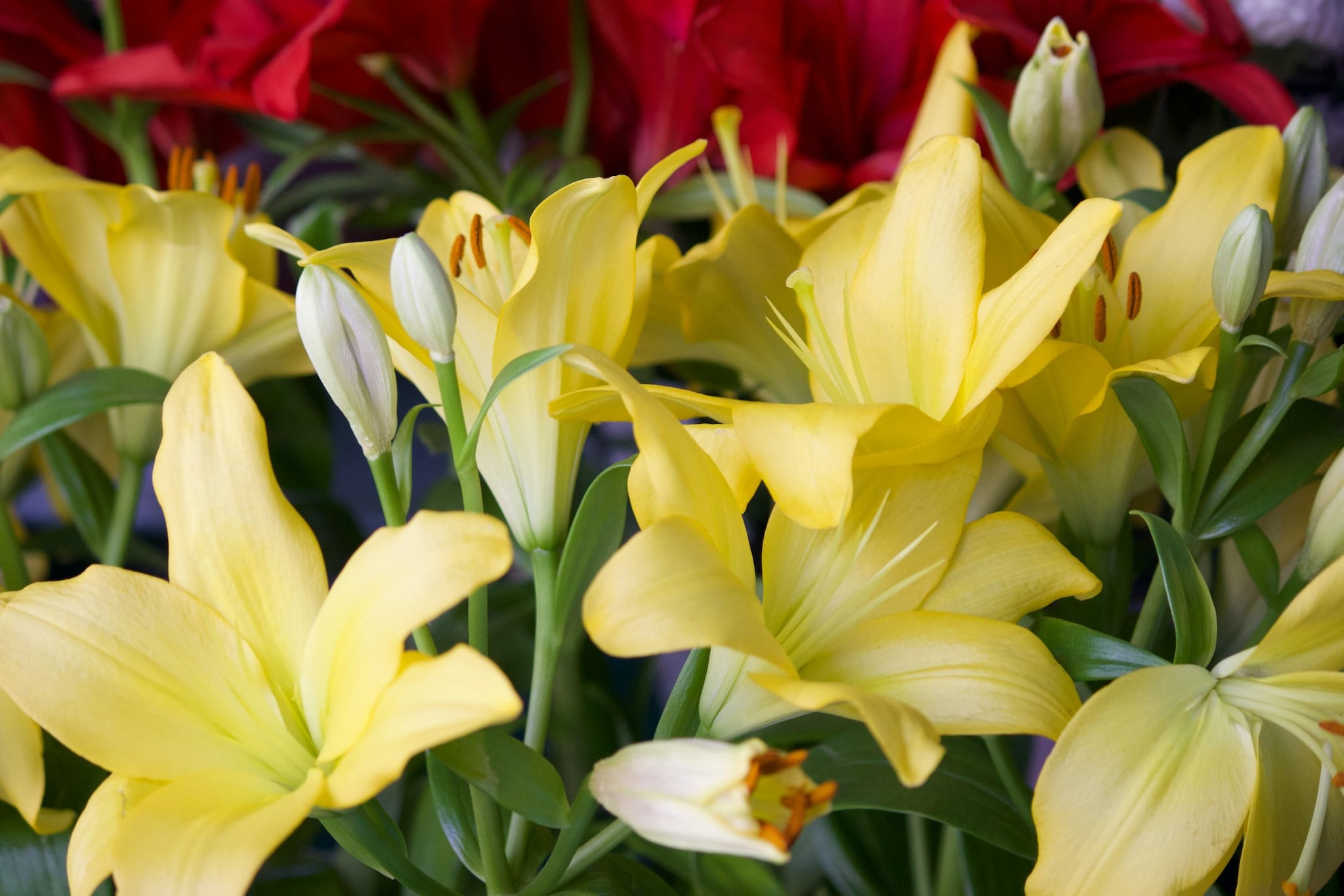 Yellow Lily: Yellow lilies represent gratitude, happiness, and abundance. Their large, fragrant blooms make stunning statement arrangements. Placed near entrances or prayer areas, they spread positivity, elegance, and a divine freshness aligned with Basant Panchami rituals and traditional spiritual home décor themes. Yellow Lily: Yellow lilies represent gratitude, happiness, and abundance. Their large, fragrant blooms make stunning statement arrangements. Placed near entrances or prayer areas, they spread positivity, elegance, and a divine freshness aligned with Basant Panchami rituals and traditional spiritual home décor themes.
