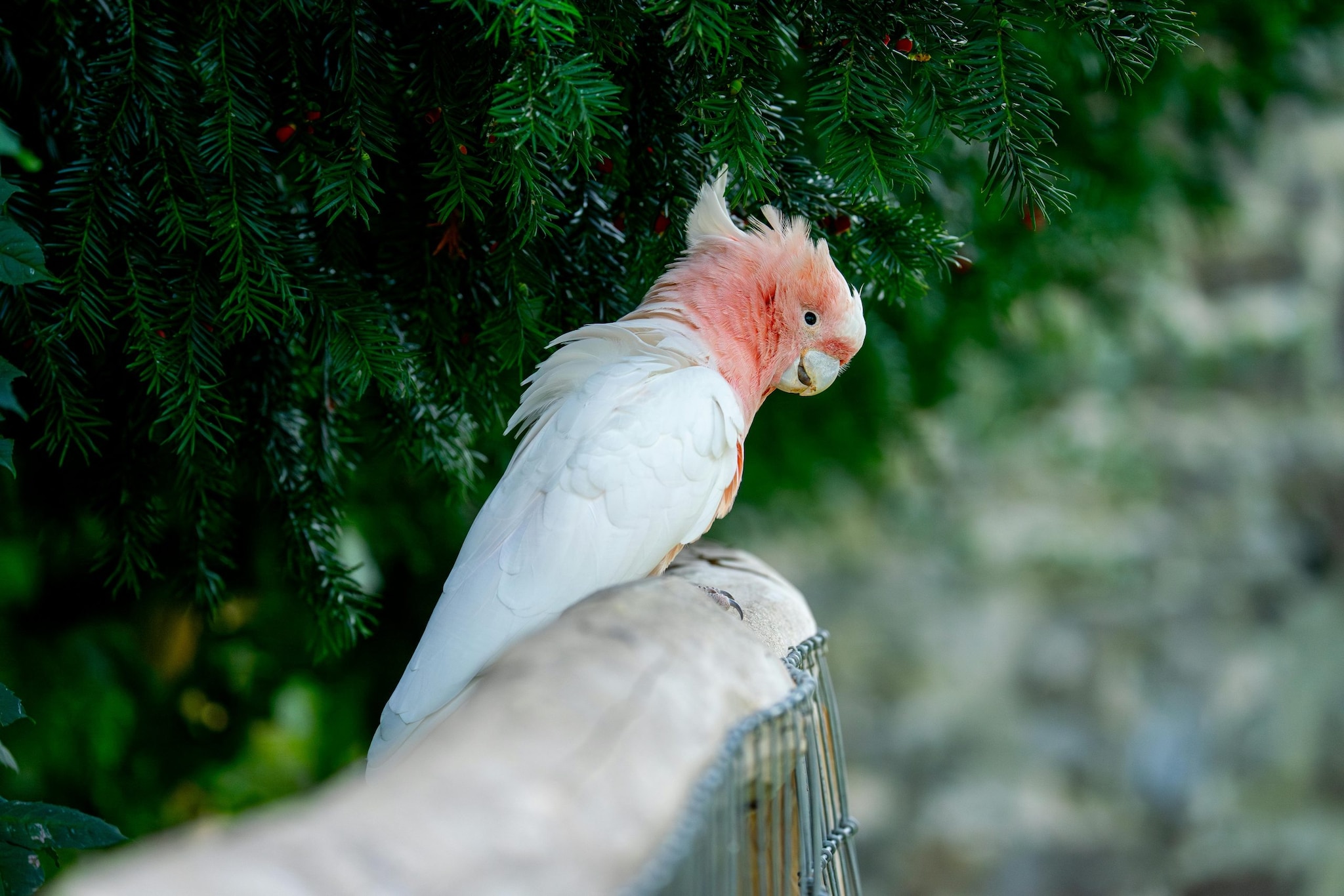One of the absolute legend of this species was Cookie, a Major Mitchell’s Cockatoo who lived at the Brookfield Zoo in Chicago. Reportedly, he arrived in the zoo in 1934 and lived until 2016, reaching the age of 83. Guinness World Records officially recognised him as the oldest parrot to ever live in captivity. 