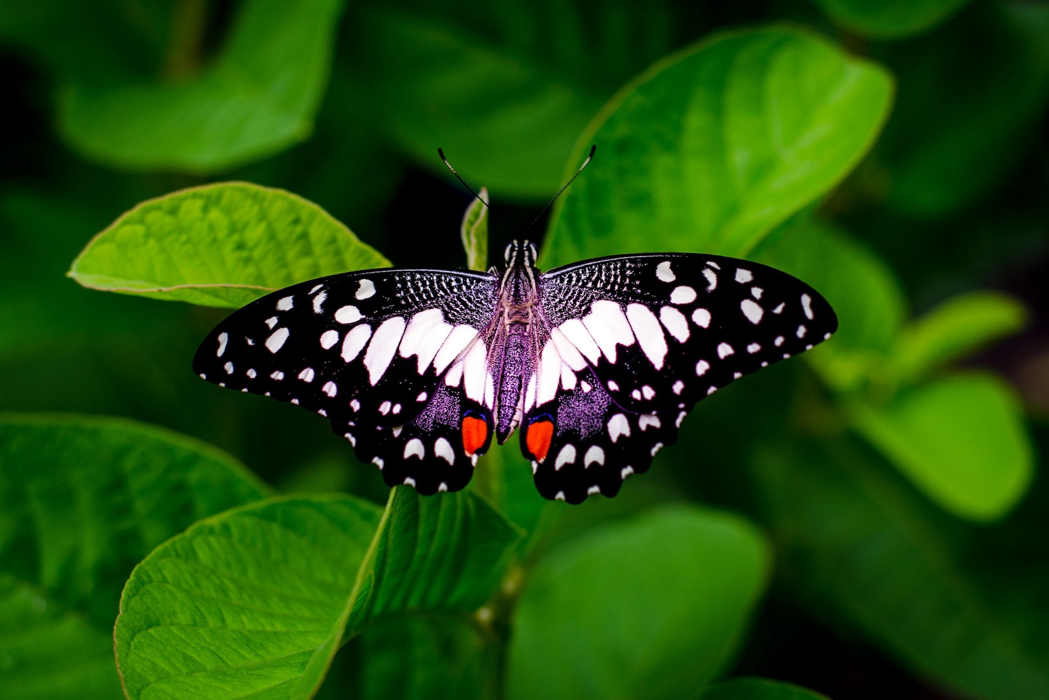 Butterflies: Butterflies symbolize transformation, beauty, and lightness. Having butterfly décor or observing them in gardens can inspire positivity, joy, personal growth, and spiritual renewal in your home.