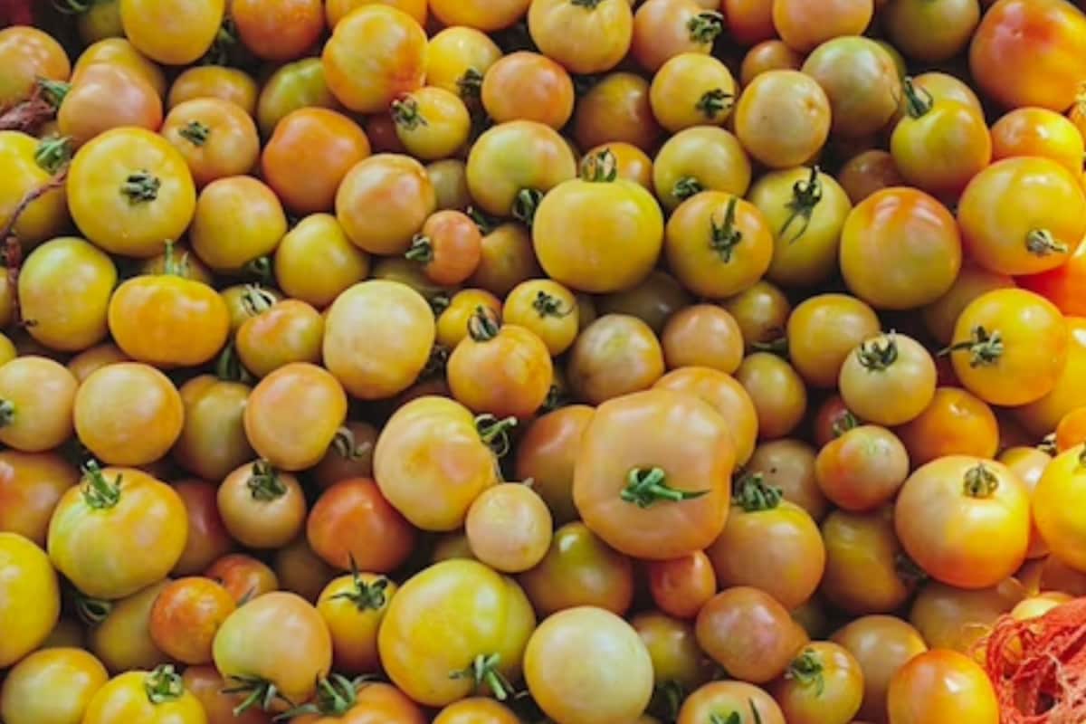 Rs 2 Lakh From One Acre: How A Jharkhand Farmer Turned Tomato Farming Profitable
