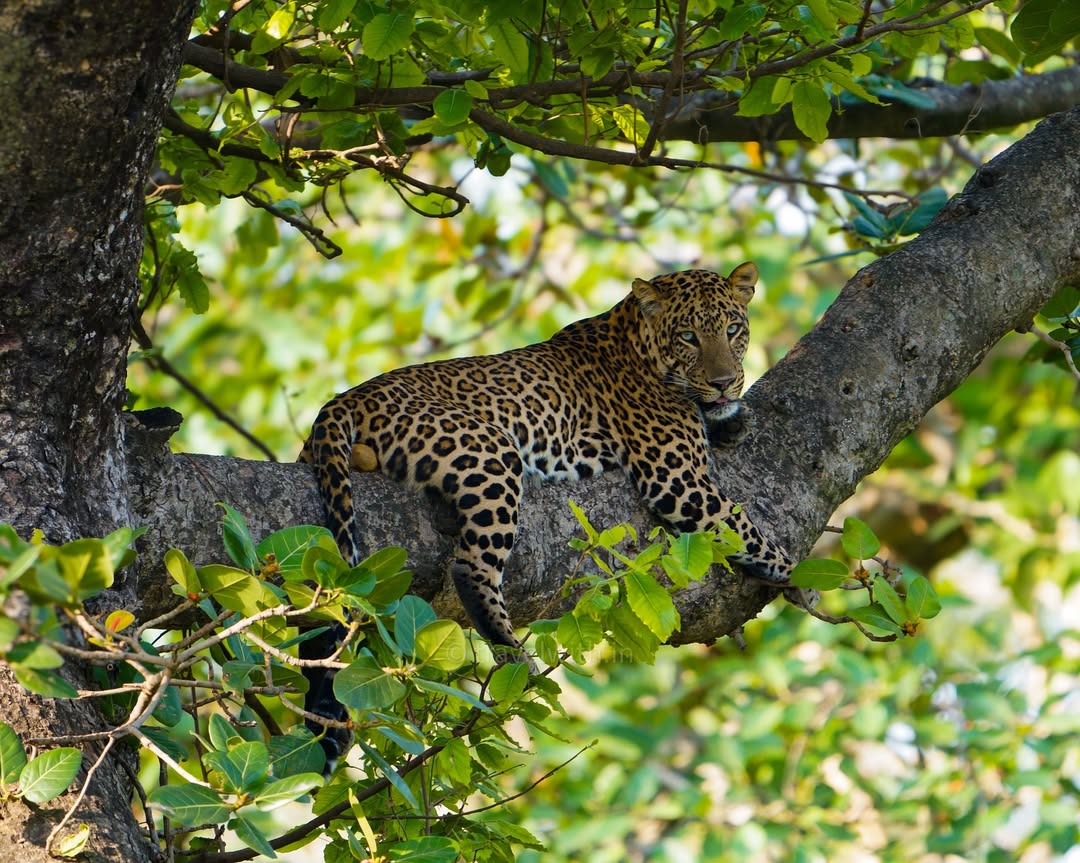 Rajaji National Park, Uttarakhand: Set in the Shivalik foothills, Rajaji features elephants, leopards and deer amid lush forests with scenic landscapes ideal for jeep safaris and nature walks. It is 260 km away from the national capital.