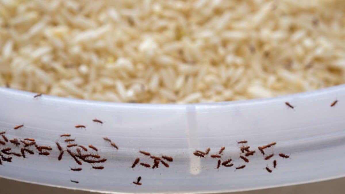 Try These 5 Rice Variants That Are Healthier, Better Than White Rice For Diabetics | Food News