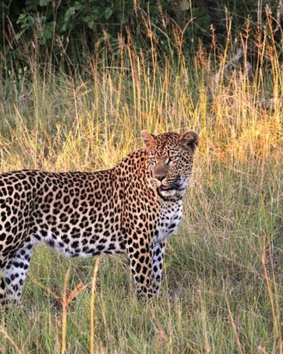 Sariska Tiger Reserve, Rajasthan: The place is situated 220 km away from the national capital. Sariska’s dry deciduous forests and rugged Aravallis support Bengal Tigers, leopards and hyenas. The heritage temples and forts add cultural interest.