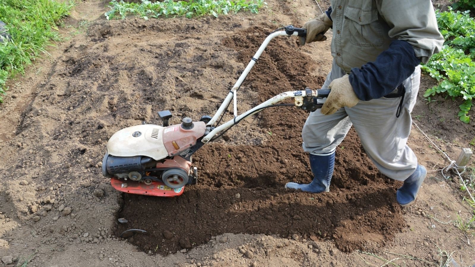 Turn Your Garden Into A Spring Paradise: What To Plant Now Turn Your Garden Into A Spring Paradise: What To Plant Now