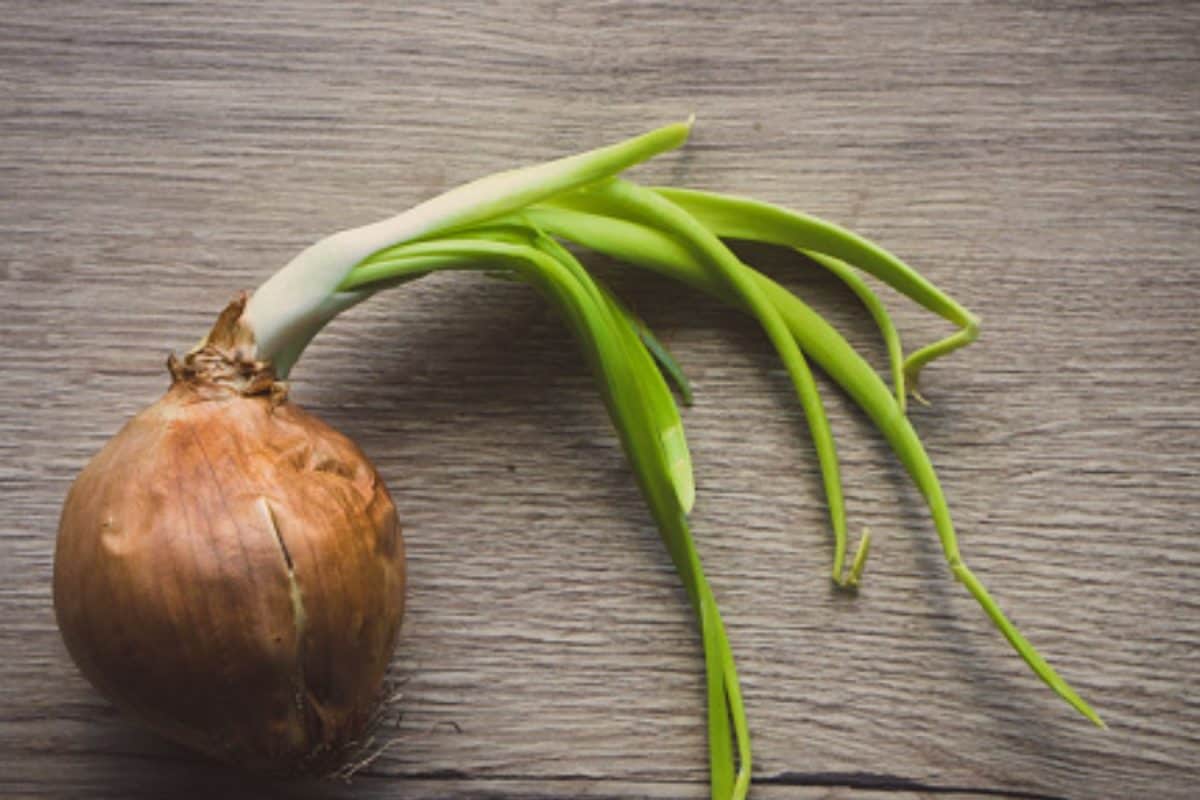 Sprouted Onions In Your Kitchen? Here’s What You Should Know Before Cooking And Eating Them