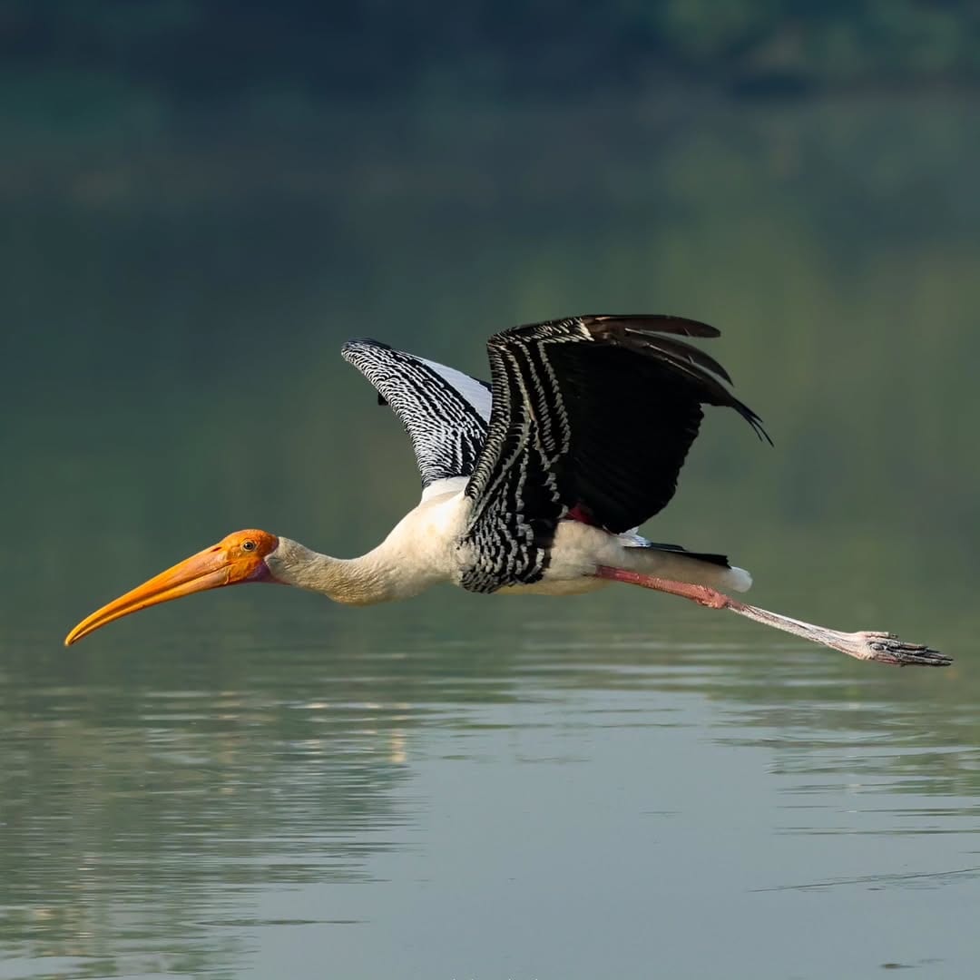Sultanpur National Park, Haryana: In winter, Sultanpur National Park is a birding paradise with more than 250 resident and migratory species. Nearly, 45 km away from Delhi, the place is ideal for day trips and bird photography.