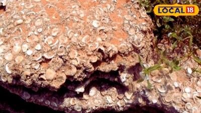 Marine fossils found in Thoothukudi suggest the area was once coastal and possibly linked to ancient Korkai’s pearl trade. (Local18)