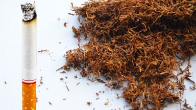 Health experts clearly state that chewing tobacco is just as dangerous as smoking cigarettes.