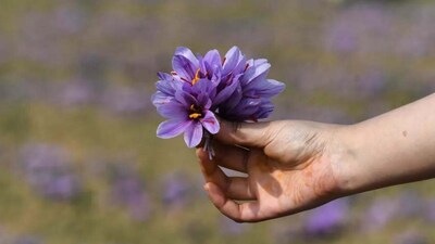 GK: Which Place Is Known As The Saffron Capital Of India?