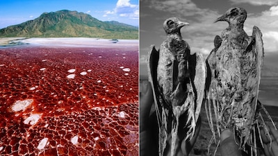 This deadly lake in Africa, known as Lake Natron, is infamous for its blood-red colour and mysterious waters. Rich in minerals and salt, the lake’s extreme chemistry can preserve animals, making them appear petrified along its shores. (Image- Instagram/@nickbrandtphotography, Face of Africa Adventures)
