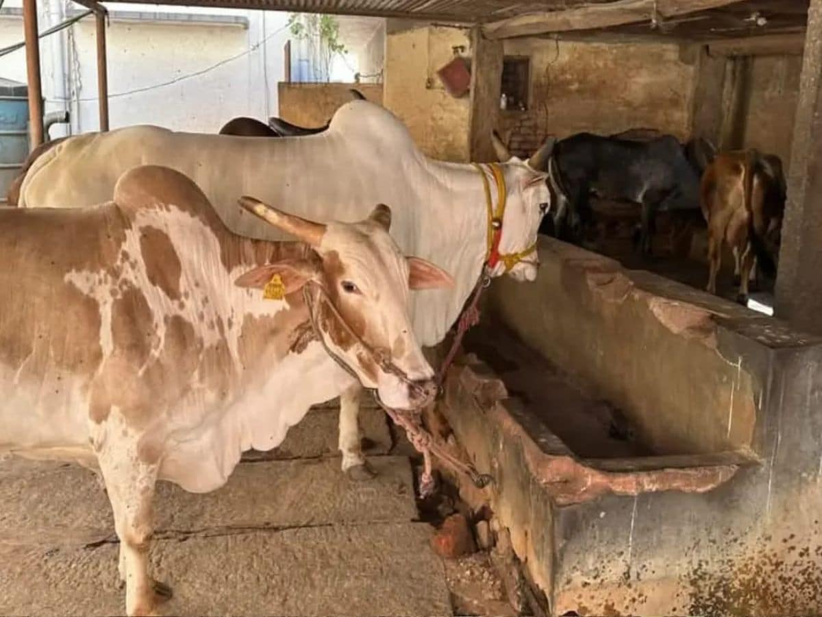 cow dung market, organic fertilizer demand, cow dung export, Indian Export,Local 18, Kannada news, News18 kannada, ಸಗಣಿ ಮಾರುಕಟ್ಟೆ, ಸಾವಯವ ರಸಗೊಬ್ಬರ ಬೇಡಿಕೆ, ಸಗಣಿ ರಫ್ತು, ಭಾರತೀಯ ರಫ್ತು, ಲೋಕಲ್18, ಕನ್ನಡ ನ್ಯೂಸ್, ನ್ಯೂಸ್18 ಕನ್ನಡ, ಕರ್ನಾಟಕ ನ್ಯೂಸ್‌