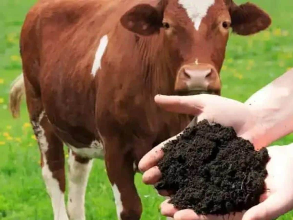 cow dung market, organic fertilizer demand, cow dung export, Indian Export,Local 18, Kannada news, News18 kannada, ಸಗಣಿ ಮಾರುಕಟ್ಟೆ, ಸಾವಯವ ರಸಗೊಬ್ಬರ ಬೇಡಿಕೆ, ಸಗಣಿ ರಫ್ತು, ಭಾರತೀಯ ರಫ್ತು, ಲೋಕಲ್18, ಕನ್ನಡ ನ್ಯೂಸ್, ನ್ಯೂಸ್18 ಕನ್ನಡ, ಕರ್ನಾಟಕ ನ್ಯೂಸ್‌