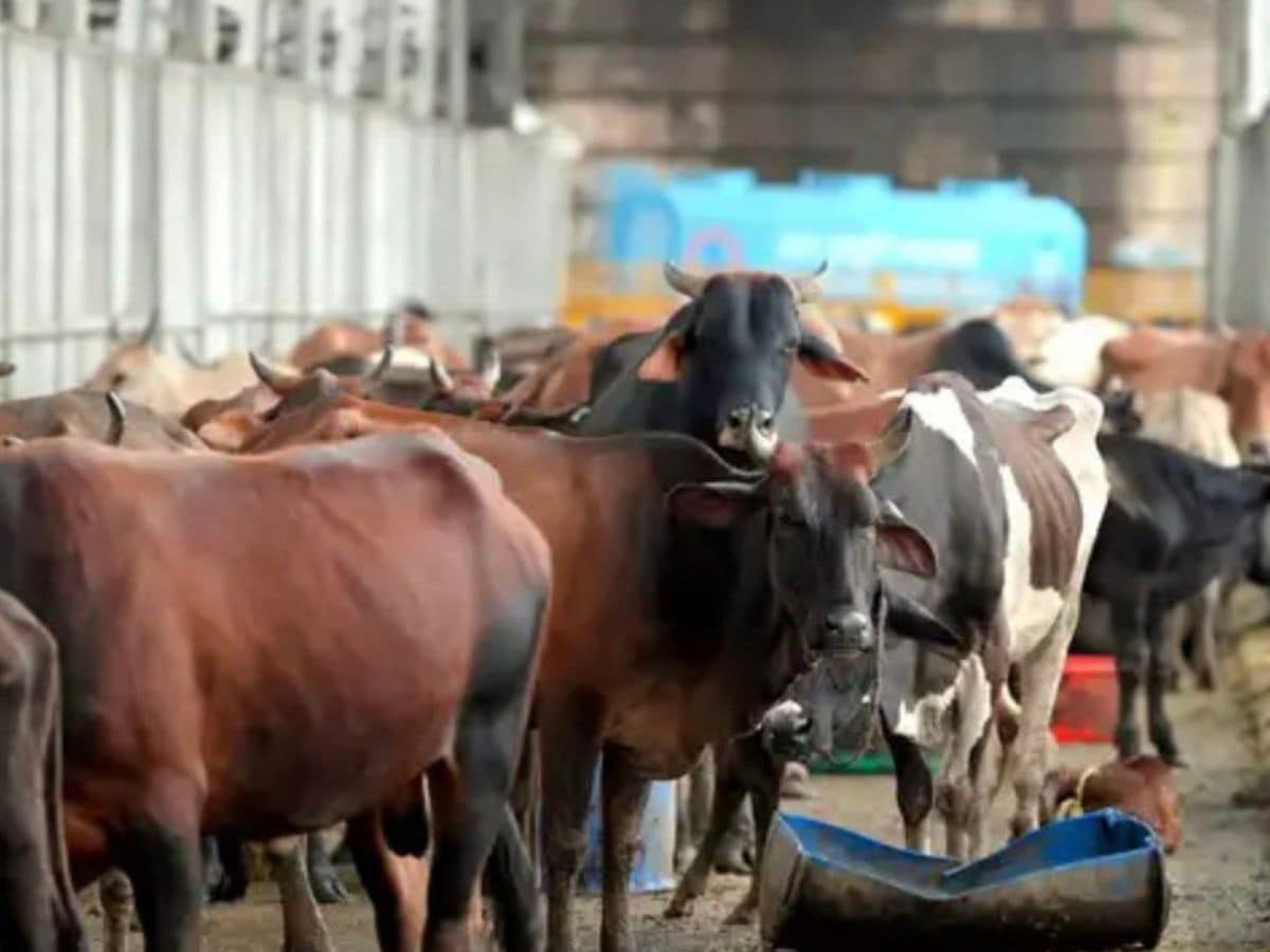 cow dung market, organic fertilizer demand, cow dung export, Indian Export,Local 18, Kannada news, News18 kannada, ಸಗಣಿ ಮಾರುಕಟ್ಟೆ, ಸಾವಯವ ರಸಗೊಬ್ಬರ ಬೇಡಿಕೆ, ಸಗಣಿ ರಫ್ತು, ಭಾರತೀಯ ರಫ್ತು, ಲೋಕಲ್18, ಕನ್ನಡ ನ್ಯೂಸ್, ನ್ಯೂಸ್18 ಕನ್ನಡ, ಕರ್ನಾಟಕ ನ್ಯೂಸ್‌