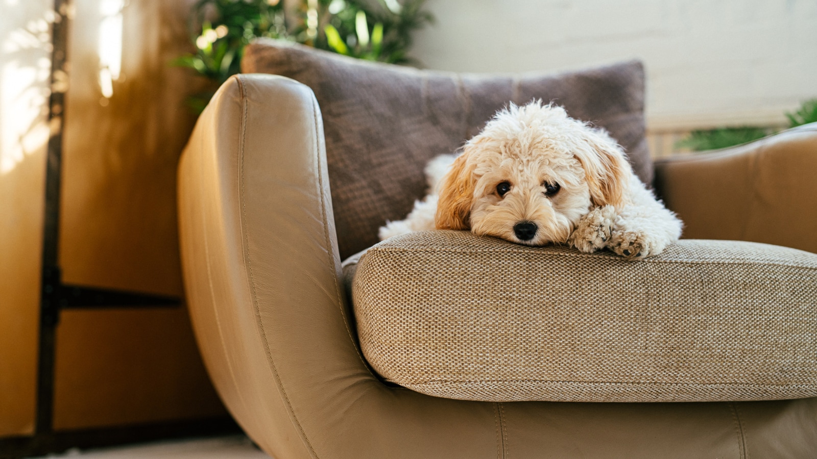 Your Dog May Be Sad Without You Knowing It: Experts Reveal The Silent Signs Pet Parents Miss