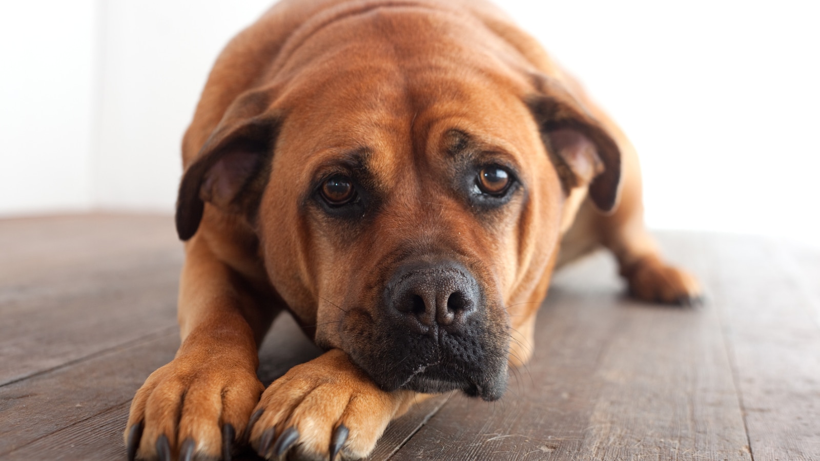 Your Dog May Be Sad Without You Knowing It: Experts Reveal The Silent Signs Pet Parents Miss