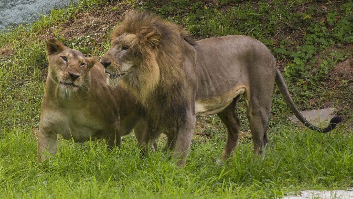 Big Roar For Conservation: Asiatic Lion Numbers Rise To 891 From 674 In Five Years