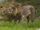 A pair of Asiatic lion and lioness, seen in their enclosure on a hot summer day, at Sarthana Nature Park in Surat. (IMAGE: PTI) 