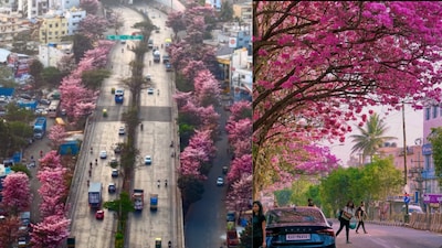 Bengaluru is awash in pink as trumpet flowers bloom across parks and streets, creating cherry blossom-like scenes that are drawing residents outdoors this spring.