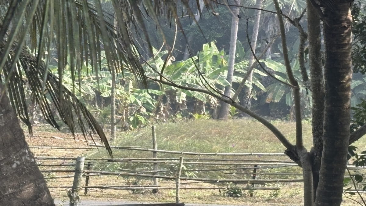 Bamboo Barriers, Real Risks: What News18 Found At Unfenced Bengal-Bangladesh Border