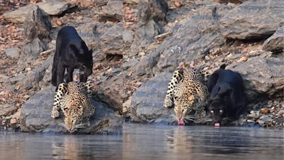 The Black Panther and his bold mother quenching their thirst in the serene Bhadra Backwaters. (Image: Instagram/@Sohan Singh-the_wildeye_captures)