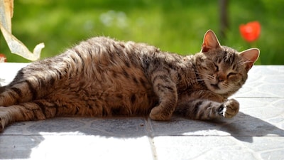 News of the pregnant cat’s disappearance and the subsequent police action drew reactions from residents, particularly pet owners and animal lovers in the vicinity. Image: Canva