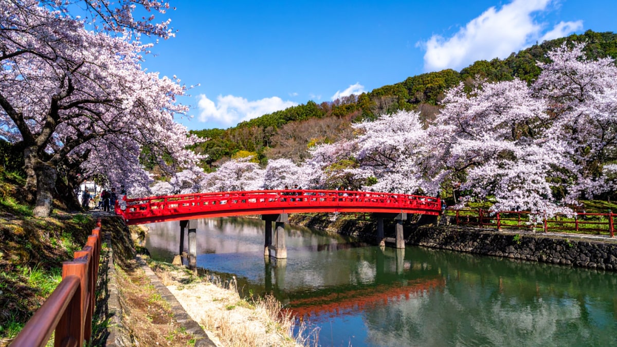 Bloom And Gloom: Japan Says Tourists Cannot Attend Cherry Blossom Festival. Here's Why