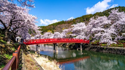 Cherry blossoms in Japan are seen.