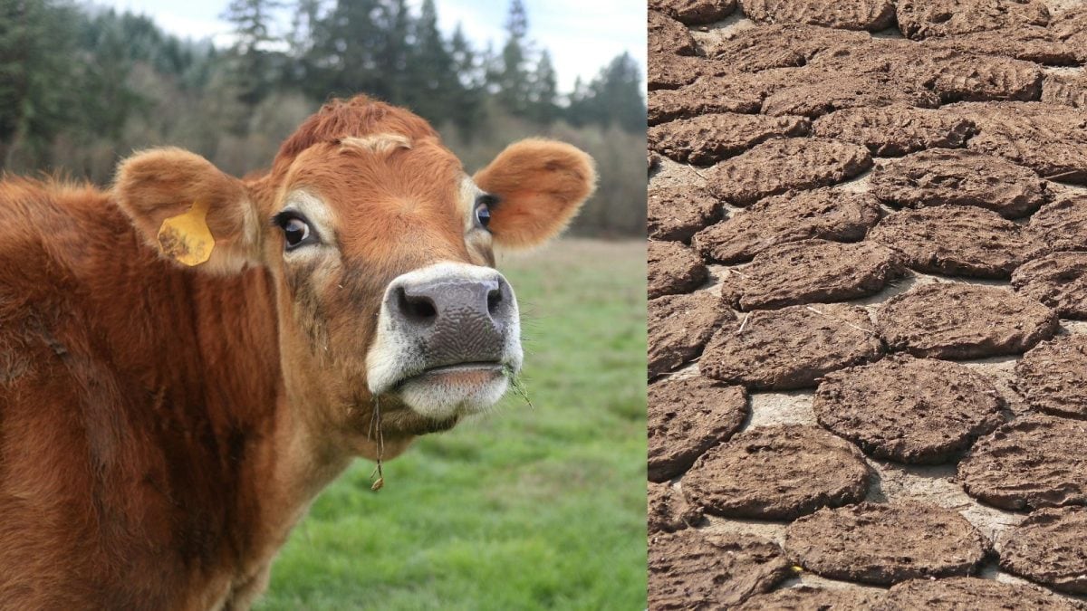 Cow Dung From Karnataka In High Demand Abroad, Market Touches Rs 6700 Crore