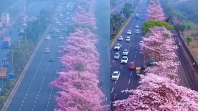 Eastern Express Highway is currently lined with Tabebuia Heterophylla, also called the Pink Trumpet Tree. (Photo Credit: Instagram)