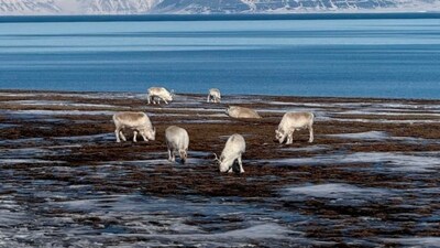 Arctic World Archive was set up in 2017 to keep a backup of important digital data. 