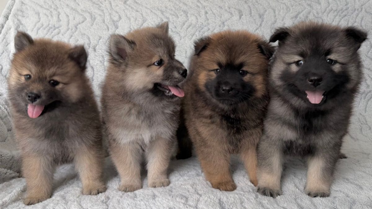 3 Dogs Cap, Mandatory Microchips, Breed Curbs: New Pet Rules For Bengaluru