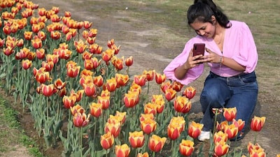 Tulip Festival Delhi 2026: Entry Fee, Best Time, Top Locations