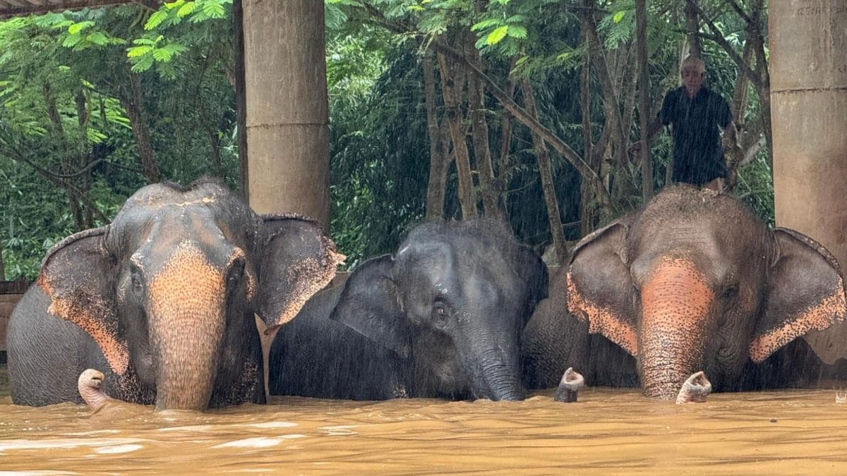 Elephant Kills Tourist At Thai National Park, Third Victim Trampled To Death By Same Animal