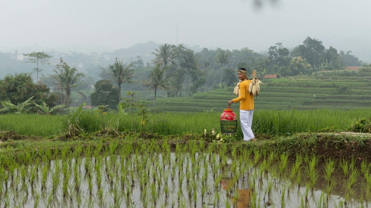 A Season Of Relief: Karnataka Sees Sharp Decline In Farmer Suicides