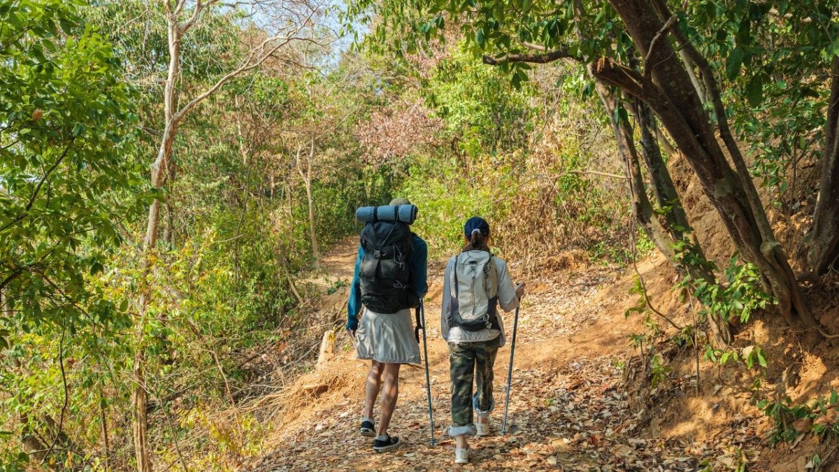 Panna National Park – Hathi Dhol Jharna & Vulture Point TrailsLocated on the park’s periphery, this trail leads to the stunning Hathi Dhol Jharna waterfall. Lush greenery, flowing water and rich biodiversity make it one of Panna’s most scenic walks. Wildlife sightings can include chinkaras, deer and, occasionally, larger animals moving through the area. Birdlife around the waterfall is especially vibrant. For more experienced walkers, the 14.8 km Vulture Point trail leads to a dramatic gorge where vultures can be spotted in their natural habitat. 