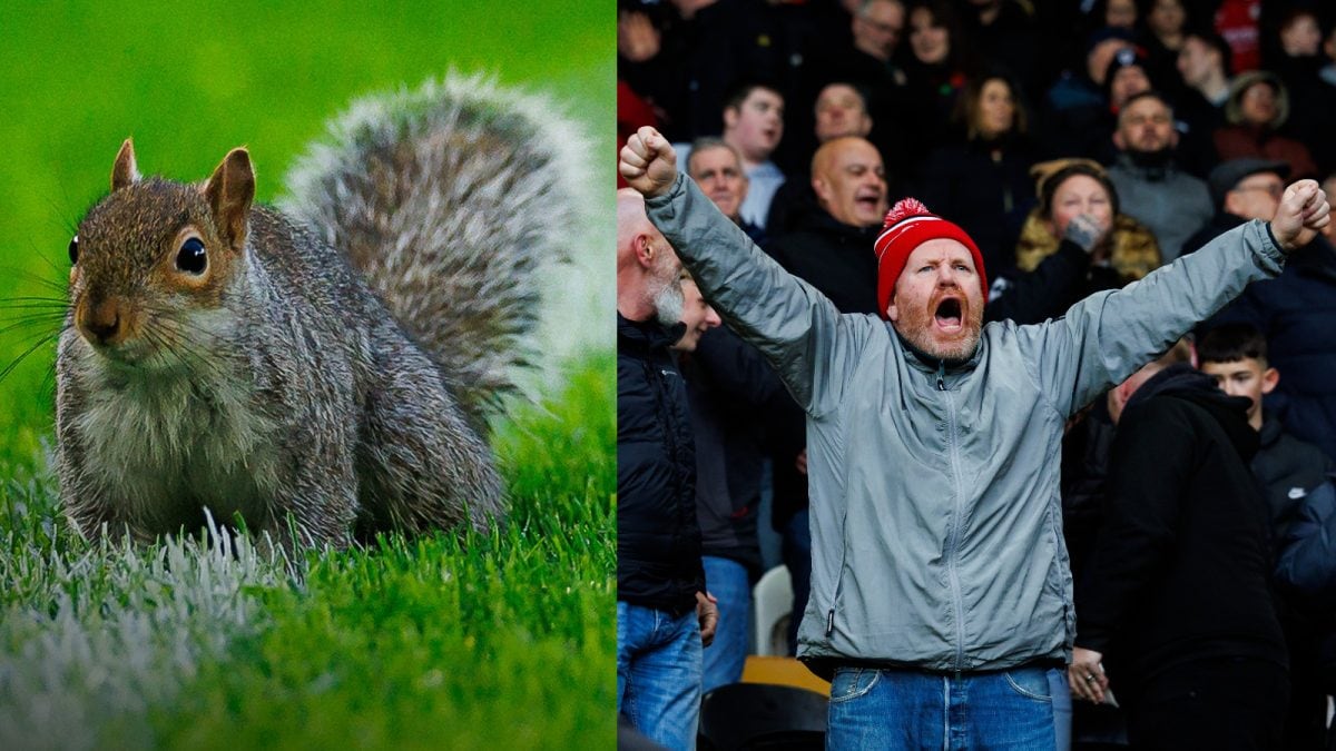Nutty Pitch Invader: Squirrel Disrupts During Bristol v Hull And Causes Delay In Play | WATCH