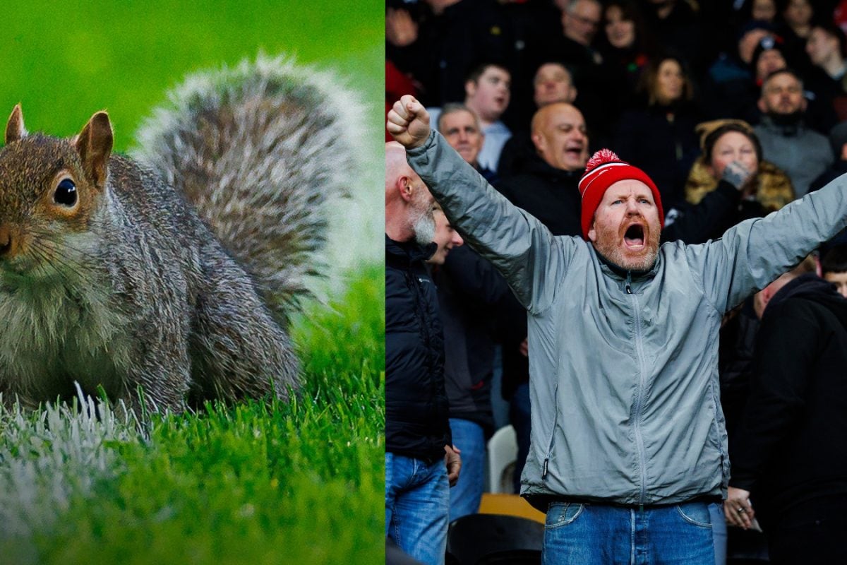 Nutty Pitch Invader: Squirrel Disrupts Bristol v Hull And Causes Delay In Play | WATCH