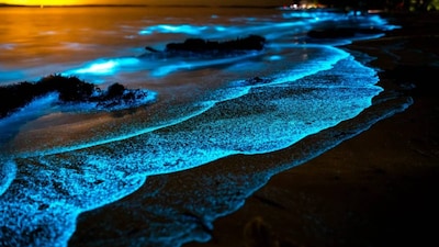 India's Coastal Magic: Beaches That Glow In The Dark